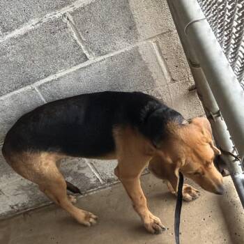 Leena -  Beagle and Mixed Breed Dog for Adoption in Edinburg, Texas - Leena | PetCurious