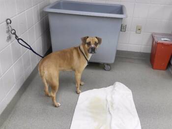 Labrador Retriever and Mixed Breed Dogs Available for Adoption in Omaha, Nebraska - VERONICA | PetCurious