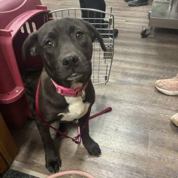 Labrador Retriever and Pit Bull Terrier Dogs Available for Adoption in Wichita, Kansas - Mabel | PetCurious