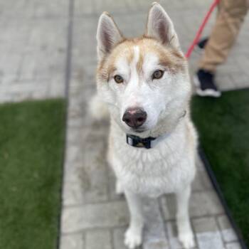 Husky Dogs Available for Adoption - Napoleon | PetCurious