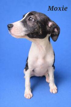 Moxie -  Labrador Retriever and Hound Dog for Adoption in Monroe, Louisiana - Moxie | PetCurious