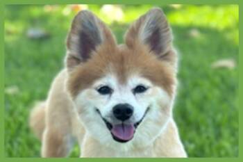 Pomeranian and Papillon Dogs Available for Adoption in Amherst, Massachusetts - Eevee | PetCurious