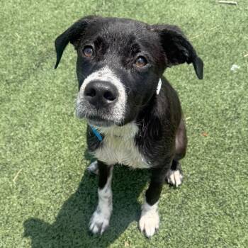 FATTY -  Mixed Breed Dog for Adoption in Memphis, Tennessee - FATTY | PetCurious