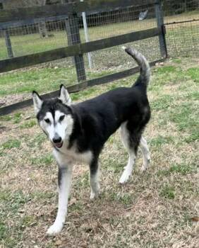 Alaskan Malamute and Mixed Breed Dogs Available for Adoption in Tomball, Texas - Sienna | PetCurious