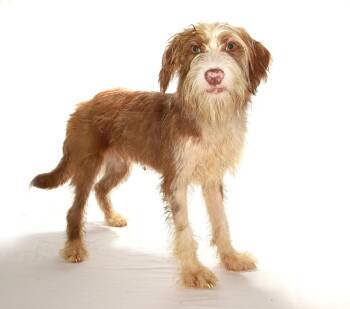 Sugar -  Standard Poodle and Maltese Dog for Adoption in Oakland Park, Florida - Sugar | PetCurious