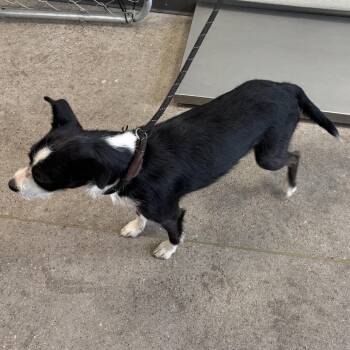 112092 -  Mixed Breed Dog for Adoption in Las Cruces, New Mexico - 112092 | PetCurious