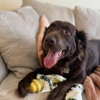Rescue Australian Shepherd and Chocolate Labrador Retriever Dogs for Adoption in Columbia, Missouri - Brownie | PetCurious