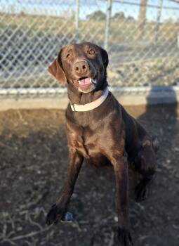 Rescue Chocolate Labrador Retriever Dogs for Adoption in Othello, Washington - Tink | PetCurious