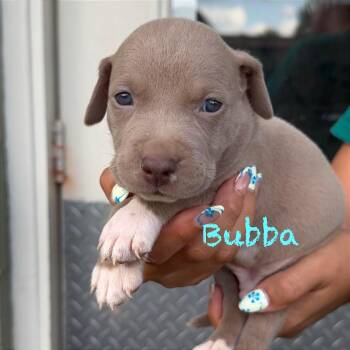 Bubba -  American Staffordshire Terrier and Staffordshire Bull Terrier Dog for Adoption in Tampa, Florida - Bubba | PetCurious