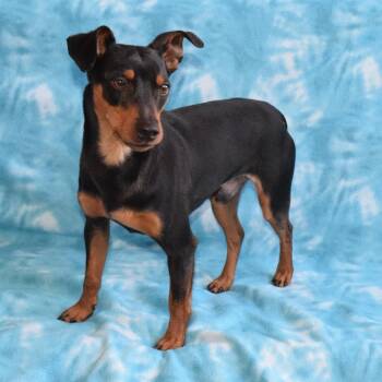 Miniature Pinscher Dogs Available for Adoption - Milo | PetCurious