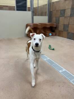 Border Collie and Mixed Breed Dogs Available for Adoption - Thalin | PetCurious