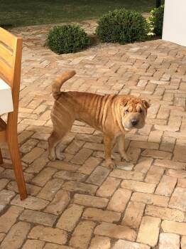 Henrietta -  Shar Pei Dog for Adoption in Lake Forest, California - Henrietta | PetCurious