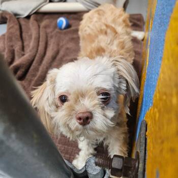 Pilli -  Maltese Dog for Adoption in Ridgely, Maryland - Pilli | PetCurious