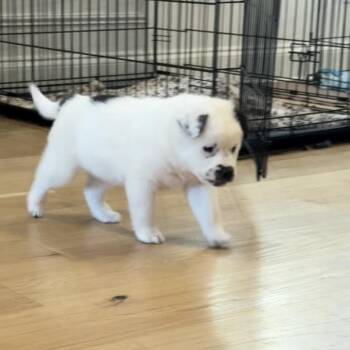 Border Collie and Retriever Dogs Available for Adoption - Sugar | PetCurious