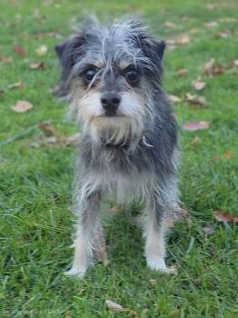 Rescue Yorkshire Terrier and Chihuahua Dogs for Adoption - Tinkerbell | PetCurious