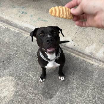 Rescue Mixed Breed Dogs for Adoption in San Antonio, Texas - Noelle | PetCurious