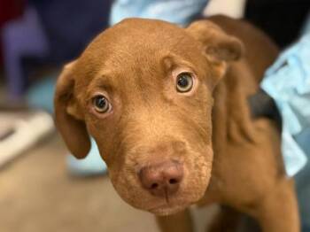 Labrador Retriever and Pit Bull Terrier Dogs Available for Adoption in Portland, Oregon - Stanley | PetCurious