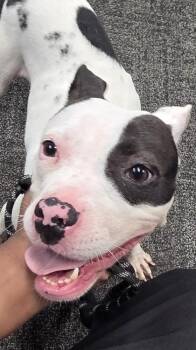 Cow Girl -  Mixed Breed Dog for Adoption in West Chester, Pennsylvania - Cow Girl | PetCurious