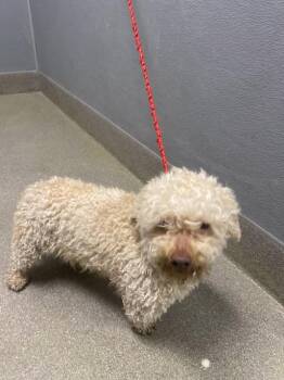 Terrier and Mixed Breed Dogs Available for Adoption - SHORTY | PetCurious