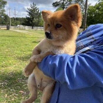 Pomeranian Dogs Available for Adoption in Sonoma, California - Gunther | PetCurious