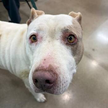 YORK-Stray-16486 -  Pit Bull Terrier Dog for Adoption in York, Pennsylvania - YORK-Stray-16486 | PetCurious