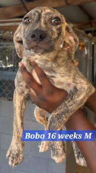Bobo -  Labrador Retriever and Mixed Breed Dog for Adoption in Shrewsbury, Massachusetts - Bobo | PetCurious