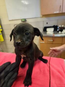 Rescue Labrador Retriever and Mixed Breed Dogs for Adoption in Bossier City, Louisiana - Candy Cane | PetCurious