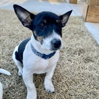 Corgi and Terrier Dogs Available for Adoption - Sleepy | PetCurious