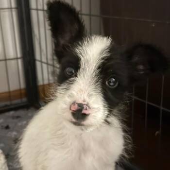 Conrad -  Mixed Breed Dog for Adoption in Buffalo, Minnesota - Conrad | PetCurious