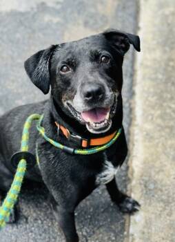 Rescue Mixed Breed Dogs for Adoption in Atlanta, Georgia - Dubbie | PetCurious