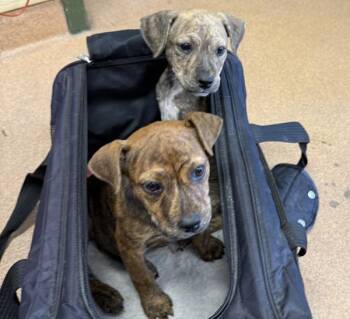 Keeley -  Pit Bull Terrier Dog for Adoption in Oakland, California - Keeley | PetCurious