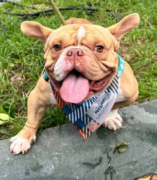 Rescue Pit Bull Terrier Dogs for Adoption in Margate, Florida - MAC | PetCurious