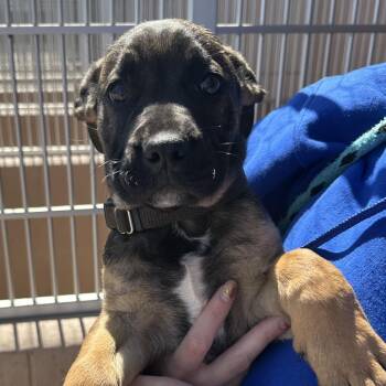 Little Foot -  Shepherd and Mixed Breed Dog for Adoption in Goleta, California - Little Foot | PetCurious