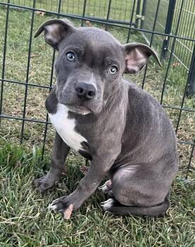 Rescue Pit Bull Terrier Dogs for Adoption in Belmont, New York - BRONX | PetCurious