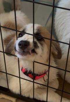 Daphne -  Great Pyrenees Dog for Adoption in Garland, Texas - Daphne | PetCurious