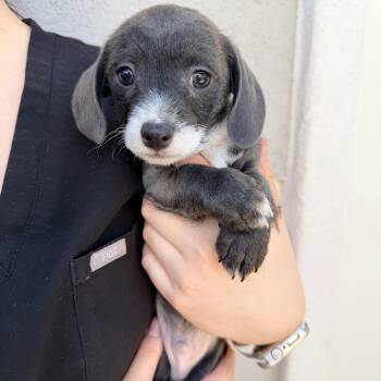 Baked Bean -  Mixed Breed Dog for Adoption in Las Vegas, Nevada - Baked Bean | PetCurious