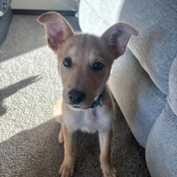 Rescue Mixed Breed Dogs for Adoption in Sioux Falls, South Dakota - Sophie | PetCurious