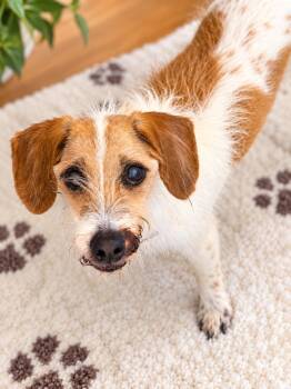 Lucky -  Parson Russell Terrier Dog for Adoption in Long Beach, New York - Lucky | PetCurious