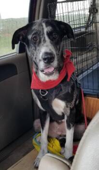 Cali -  Great Dane and Great Pyrenees Dog for Adoption in Greensboro, Georgia - Cali | PetCurious
