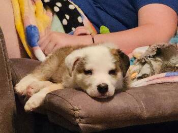 Wobbles -  Mixed Breed Dog for Adoption in Bemidji, Minnesota - Wobbles | PetCurious