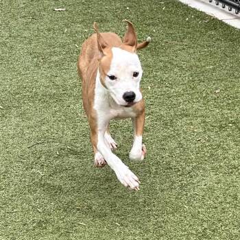 Mixed Breed Dogs Available for Adoption - Trix | PetCurious