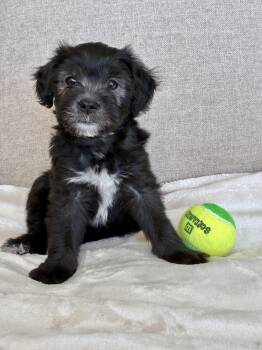 Kenny Rogers -  Yorkshire Terrier and Mixed Breed Dog for Adoption in Rock Hill, South Carolina - Kenny Rogers | PetCurious