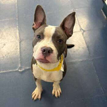 Pit Bull Terrier Dogs Available for Adoption in Los Angeles, California - Benji | PetCurious