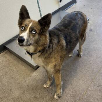 Aussie -  Mixed Breed Dog for Adoption in Las Cruces, New Mexico - Aussie | PetCurious