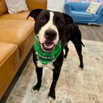Franky Sinatra the Certified Smooch Operator -  Pit Bull Terrier Dog for Adoption in Friendswood, Texas - Franky Sinatra The Certified Smooch Operator | PetCurious