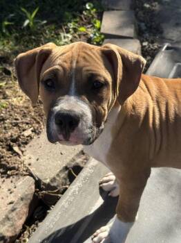 Saylor -  Pit Bull Terrier Dog for Adoption in Fenton, Missouri - Saylor | PetCurious