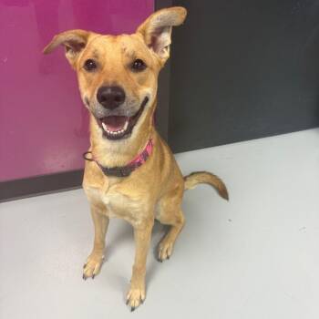 Adam -  Mixed Breed Dog for Adoption in Ponca City, Oklahoma - Adam | PetCurious