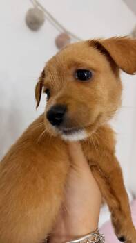 Ruby -  Mixed Breed Dog for Adoption in Gainesville, Virginia - Ruby | PetCurious