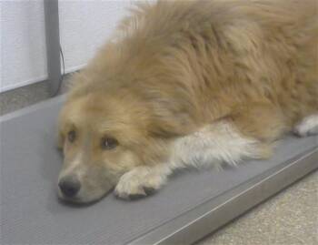 Border Collie and Labrador Retriever Dogs Available for Adoption in Albuquerque, New Mexico - PINEAPPLE | PetCurious