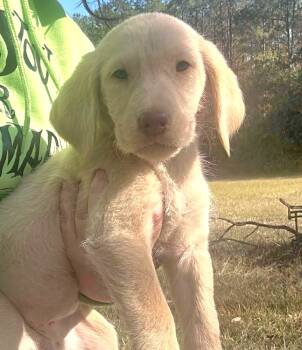 Rescue Labrador Retriever Dogs for Adoption in Groveland, Massachusetts - Rose | PetCurious